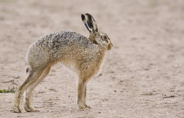 Brown Hare, Lepus europaeus, stretching European hare,European brown hare,brown hare,Brown-Hare,Lepus europaeus,hare,hares,mammal,mammals,herbivorous,herbivore,lagomorpha,lagomorph,lagomorphs,leporidae,lepus,declining,threatened,precocial,r