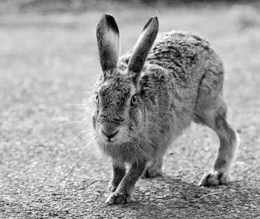 Black and white of Brown Hare, Lepus europaeus, walking along lane from right to left European hare,European brown hare,brown hare,Brown-Hare,Lepus europaeus,hare,hares,mammal,mammals,herbivorous,herbivore,lagomorpha,lagomorph,lagomorphs,leporidae,lepus,declining,threatened,precocial,r