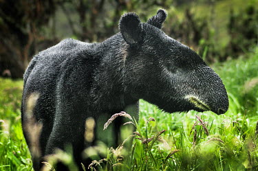 Tapirus pinchaque Tapirus pinchaque,tapirs,tapir,adult,Peru,Ecuador,Amazon rainforest,portrait,Tapirs,Tapiridae,Perissodactyla,Odd-toed Ungulates,Chordates,Chordata,Mammalia,Mammals,Appendix I,Endangered,Tapirus,South