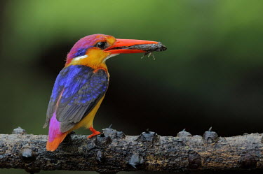 Oriental dwarf kingfisher with prey Bird,birds,aves,kingfishers,colour,colourful,bright,bill,face,blue,yellow,green,eating,feeding,predator prey,prey,food