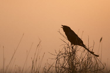 Black drongo at sunrise Bird,birds,Aves,wings,perching,orange,sunrise,morning,negative spaces,perched,drongos,Dicruridae,Passeriformes