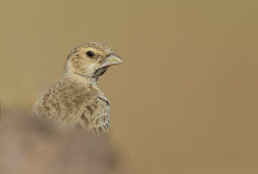 Female ashy-crowned sparrow-lark Bird,birds,Aves,sparrow,sparrow-lark,Alaudidae,Passeriformes,close-up,female,negative space,bill,head,eye