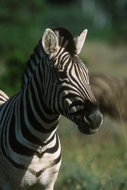 Quagga Project - plains zebra with faint striping on hind legs used in Quagga re-breeding project. Africa,Conservation,quagga,quaggas,quagga project,plains zebra,Equus quagga,Equus quagga quagga,re-breeding,subspecies,Extinct,stripes,pattern,coat,southern Africa,South Africa,portrait,habitat,zebra,