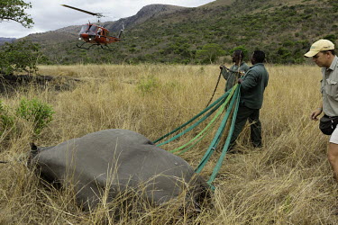 Black rhinoceros being prepared for airlift by helicopter. Capture officer Jed Bird supervising the airlift. Africa,Conservation,rhino,rhinos,black rhino,black rhinos,black rhinoceros,Diceros bicornis,mammal,mammals,translocation,helicopter,airlift,airlifted,capture,captive,people,habitat,ropes,Mammalia,Mamm