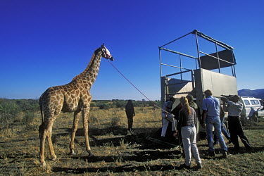 Game capture - game capture team with giraffe for translocation. Africa,Conservation,giraffe,giraffes,mammal,mammals,translocation,game,capture,team,people,captive,rope,ropes,truck,transport,transportation,guide,film,camera,record,recording,action,Even-toed Ungulat