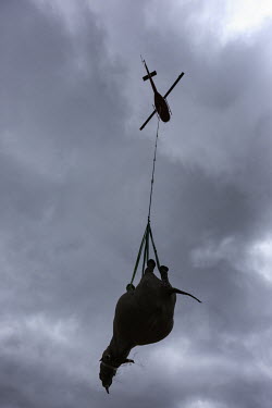 Black rhinoceros being airlifted by helicopter Africa,Conservation,rhino,rhinos,black rhino,black rhinos,black rhinoceros,Diceros bicornis,mammal,mammals,translocation,helicopter,airlift,airlifted,capture,captive,ropes,underneath,looking up,Mammal