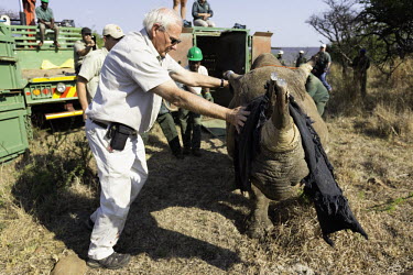 Black rhinoceros being released into a protected area. Dr Jacques Flamand, assisting with the released rhino. Africa,Conservation,rhino,rhinos,black rhino,black rhinos,black rhinoceros,Diceros bicornis,mammal,mammals,translocation,capture,captive,people,protected area,release,crate,blindfold,rope,protect,prot