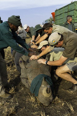 Black rhinoceros being released into a protected area Africa,Conservation,rhino,rhinos,black rhino,black rhinos,black rhinoceros,Diceros bicornis,mammal,mammals,translocation,capture,captive,people,protected area,release,crate,blindfold,protect,protected