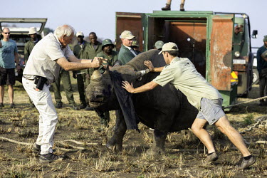 Black rhinoceros being released into a protected area. Dr Jacques Flamand, assisting with the released rhino. Africa,Conservation,rhino,rhinos,black rhino,black rhinos,black rhinoceros,Diceros bicornis,mammal,mammals,translocation,capture,captive,people,protected area,release,crate,blindfold,rope,protect,prot