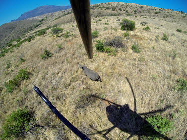 Black rhinoceros being darted from a helicopter for conservation translocation Africa,Conservation,rhino,rhinos,black rhino,black rhinos,black rhinoceros,Diceros bicornis,mammal,mammals,translocation,capture,captive,protected area,release,protect,protected,rest,adult,dart,darted