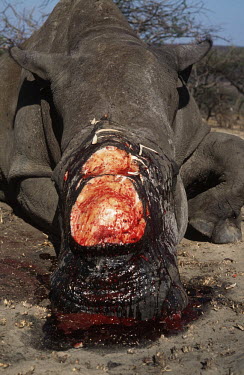 White rhino killed by poachers for horn Africa,Conservation,issue,issues,conservation issues,conservation issue,threat,threatened,rhino,rhinos,white rhino,white rhinos,white rhinoceros,Ceratotherium simum,mammal,mammals,killed,dead,poached,