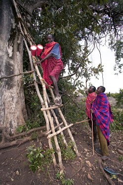 Conservation Issues: Maasai tribesmen climb into their tree platform to protect crops from marauding elephant at night Africa,Conservation,issue,issues,conservation issues,conservation issue,threat,threatened,marauding,elephant,protect,protection,crop,crops,platform,lookout,look-out,Maasai,tribesmen,tribe,tribes,night