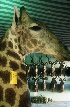 Conservation Issues: mounted giraffe and kudu heads in taxidermy shop Africa,Conservation,issue,issues,conservation issues,conservation issue,threat,threatened,taxidermy,stuffed,trophy,hunt,hunted,hunting,trophy hunting,horn,horns,heads,mount,mounted,antelope,antelopes,