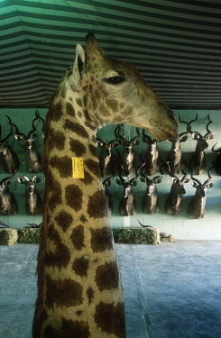 Conservation Issues: mounted giraffe and kudu heads in taxidermy shop Africa,Conservation,issue,issues,conservation issues,conservation issue,threat,threatened,taxidermy,stuffed,trophy,hunt,hunted,hunting,trophy hunting,horn,horns,heads,mount,mounted,antelope,antelopes,