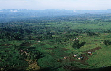 Conservation Issues: intensive agriculture in the Virunga foothills, near the boundary of the Virunga National Park Africa,Conservation,issue,issues,conservation issues,conservation issue,threat,threatened,Virunga National Park,intensive,agriculture,enroaching,encroach,park,boundary,hill,farming,green,National Park