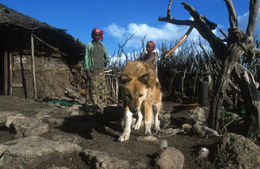 Conservation Issues: domestic dogs are the main carriers of rabies and other diseases that infect Ethiopian wolves Africa,Conservation,issue,issues,conservation issues,conservation issue,threat,threatened,disease,diseases,carrier,carriers,rabies,infect,infections,infection,dog,dogs,domestic dog,domestic dogs,domes