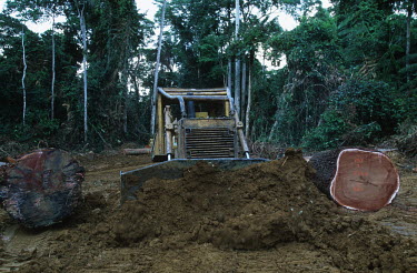 Conservation Issues: a bulldozer clears trees and vegetation to build a road into logging concession areas Africa,Conservation,issue,issues,conservation issues,conservation issue,threat,threatened,logging,logged,log,logs,rainforest,rainforests,forest,forests,export,cut,timber,tree,trees,trunk,trunks,people