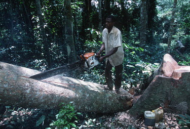 Conservation Issues: subsistence farmers cut down rainforest trees to make wooden planks for building. Africa,Conservation,issue,issues,conservation issues,conservation issue,threat,threatened,logging,logged,log,logs,rainforest,rainforests,forest,forests,export,cut,timber,tree,trees,trunk,trunks,people