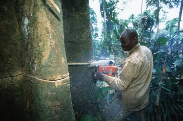 Conservation Issues: commercial logger cuts down rainforest tree in Gabon Africa,Conservation,issue,issues,conservation issues,conservation issue,threat,threatened,logging,logged,log,logs,rainforest,rainforests,forest,forests,export,cut,timber,tree,trees,trunk,trunks,people