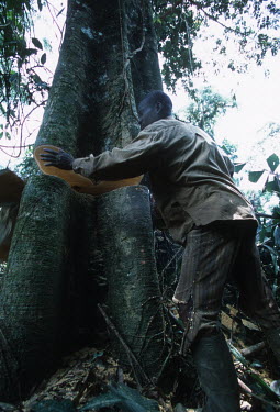 Conservation Issues: commercial logger cuts down rainforest tree in Gabon Africa,Conservation,issue,issues,conservation issues,conservation issue,threat,threatened,logging,logged,log,logs,rainforest,rainforests,forest,forests,export,cut,timber,tree,trees,trunk,trunks,people