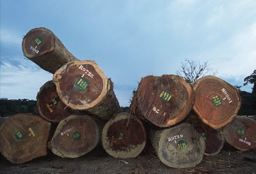 Conservation Issues: Rainforest logs await export at logging camp in the forest. Africa,Conservation,issue,issues,conservation issues,conservation issue,threat,threatened,logging,logged,log,logs,rainforest,rainforests,forest,forests,export,cut,timber,tree,trees,trunk,trunks,people