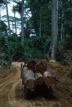 Conservation Issues: Rainforest logs are hauled out of the forest for export. Africa,Conservation,issue,issues,conservation issues,conservation issue,threat,threatened,logging,log,logs,rainforest,forest,forests,export,cut,timber,tree,trees,trunk,trunks,people,industry,track,roa
