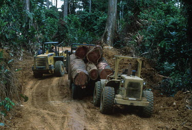 Conservation Issues: Rainforest logs are hauled out of the forest for export. Africa,Conservation,issue,issues,conservation issues,conservation issue,threat,threatened,logging,log,logs,raiwood,nforest,forest,forests,export,cut,timber,tree,trees,trunk,trunks,people,industry,trac