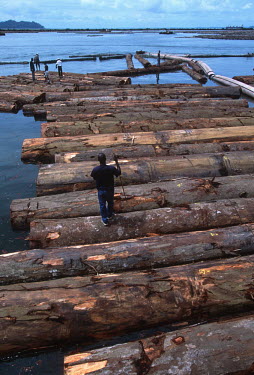 Conservation Issues: Rainforest logs await export Africa,Conservation,issue,issues,conservation issues,conservation issue,threat,threatened,logging,log,logs,rainforest,export,harbour,water,splash,store,cut,timber,tree,trees,trunk,trunks,float,floatin