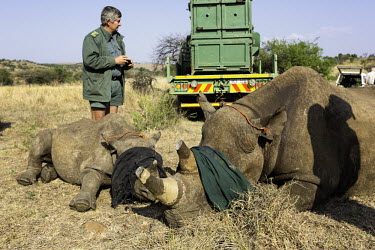 Black rhinoceroses being released into a protected area Africa,Conservation,rhino,rhinos,black rhino,black rhinos,black rhinoceros,Diceros bicornis,mammal,mammals,translocation,capture,captive,people,protected area,release,crate,blindfold,protect,protected