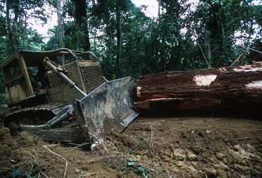 Conservation Issues: Rainforest logs are hauled out of the forest for export. Africa,Conservation,issue,issues,conservation issues,conservation issue,threat,threatened,logging,log,logs,rainforest,forest,forests,export,cut,timber,tree,trees,trunk,trunks,people,industry,track,roa