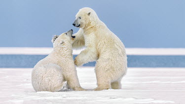 Polar bear cubs play fighting Fighting,fight,aggressive,aggression,bite,biting,teeth,mouth,snow,ice,arctic,play fight,play,playing,cubs,cub,young,juveniles,Chordates,Chordata,Bears,Ursidae,Mammalia,Mammals,Carnivores,Carnivora,Sno