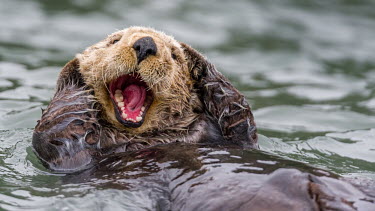 Sea otter with mouth open Otters,mouth,teeth,cute,water,funny,Mammalia,Mammals,Carnivores,Carnivora,Chordates,Chordata,Weasels, Badgers and Otters,Mustelidae,Vulnerable,Animalia,Pacific,lutris,Aquatic,Enhydra,North America,IUC
