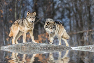 Grey wolf pair Dogs,wild dogs,reflection,reflect,water,Dog, Coyote, Wolf, Fox,Canidae,Chordates,Chordata,Mammalia,Mammals,Carnivores,Carnivora,Rock,Desert,Wetlands,Broadleaved,Animalia,Coniferous,Tundra,lupus,Least