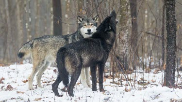 Grey wolf pair howling Dogs,wild dogs,reflection,reflect,water,Dog, Coyote, Wolf, Fox,Canidae,Chordates,Chordata,Mammalia,Mammals,Carnivores,Carnivora,Rock,Desert,Wetlands,Broadleaved,Animalia,Coniferous,Tundra,lupus,Least