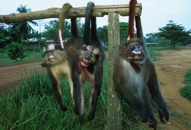 Bushmeat: monkeys killed by subsistance hunters are displayed by the road side for sale to passing motorists Africa,conservation,conservation issue,conservation issues,bushmeat,carcass,meat,food,subsistance,monkey,monkeys,killed,kill,hunt,hunter,hunters,dead,death,blood,gruesome,display,displayed,road,roadsi