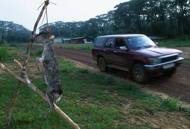 Bushmeat: duikers killed by subsistance hunters are displayed by the road side for sale to passing motorists Africa,conservation,conservation issue,conservation issues,bushmeat,carcass,meat,food,subsistance,duiker,duikers,killed,kill,hunt,hunter,hunters,dead,death,blood,gruesome,display,displayed,road,roadsi