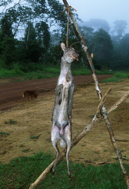 Bushmeat: duikers killed by subsistance hunters are displayed by the road side for sale to passing motorists Africa,conservation,conservation issue,conservation issues,bushmeat,carcass,meat,food,subsistance,duiker,duikers,killed,kill,hunt,hunter,hunters,dead,death,blood,gruesome,display,displayed,road,roadsi