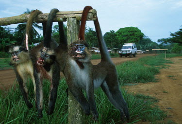 Bushmeat: monkeys killed by subsistance hunters are displayed by the road side for sale to passing motorists Africa,conservation,conservation issue,conservation issues,bushmeat,carcass,meat,food,subsistance,monkey,monkeys,killed,kill,hunt,hunter,hunters,dead,death,blood,gruesome,display,displayed,road,roadsi