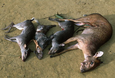 Bushmeat: antelopes killed by subsistance hunters are displayed in the village Africa,conservation,conservation issue,conservation issues,bushmeat,carcass,meat,food,subsistance,killed,kill,hunt,hunter,hunters,dead,death,blood,gruesome,dead animal,dead animals,wildlife trade,tied