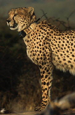 Cheetah with radio collar used in research project to monitor movement. Africat Foundation Africa,conservation,conservation action,research,radio tracking,radio-tracking,big cat,big cats,collar,radio collar,shallow focus,movement,monitor,monitoring,Africat Foundation,Chordates,Chordata,Carn