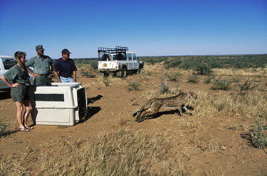 Radio collared cheetah being released on to Namibian Farmland. Africa,conservation,conservation action,research,radio tracking,radio-tracking,big cat,big cats,collar,radio collar,movement,monitor,monitoring,release,released,cage,carrier,people,vehicle,vehicles,ha