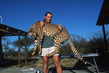 Dave Houghton carrying tranquilized cheetah. Africat Foundation Africa,conservation,conservation action,research,big cat,big cats,Africat Foundation,tranquilized,eye mask,people,carry,carried,rescue,Chordates,Chordata,Carnivores,Carnivora,Mammalia,Mammals,Felidae,