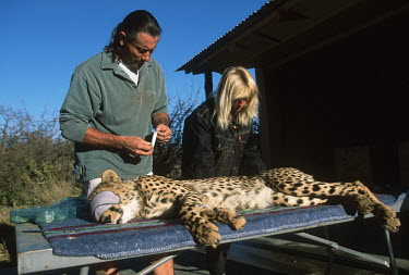 Researchers working on tranquilized cheetah.  Africat Foundation Africa,conservation,conservation action,research,big cat,big cats,Africat Foundation,tranquilized,eye mask,people,rescue,table,Chordates,Chordata,Carnivores,Carnivora,Mammalia,Mammals,Felidae,Cats,jub