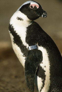 Adult African penguin with flipper band used by researchers to identify individuals Africa,conservation,conservation action,action,research,flipper,band,bands,identification,number,id,penguins,birds,ringing,Aves,Birds,Chordates,Chordata,Sphenisciformes,Penguins,Spheniscidae,Spheniscu