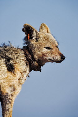 Black-backed jackal with mange and a too small radio collar that is cutting into its neck. Africa,conservation,conservation issue,conservation issues,mange,radio collar,collar,close-up,close up,tag,ear tag,jackal,jackals,Carnivores,Carnivora,Mammalia,Mammals,Dog, Coyote, Wolf, Fox,Canidae,C