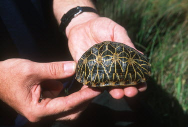 Adult geometric tortoise - showing its small size Africa,conservation,tortoise,tortoises,geometric tortoise,Psammobates geometricus,shell,pattern,hand,holding,people,research,scientist,small,Chordates,Chordata,Reptilia,Reptiles,Tortoises,Testudinidae