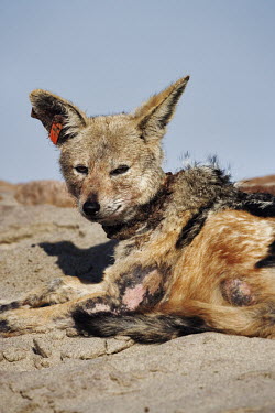 Black-backed jackal with mange and a too small radio collar that is cutting into its neck. Africa,conservation,conservation issue,conservation issues,mange,radio collar,collar,close-up,close up,tag,ear tag,jackal,jackals,Carnivores,Carnivora,Mammalia,Mammals,Dog, Coyote, Wolf, Fox,Canidae,C