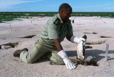 African penguin removed from burrow by research staff for ringing Africa,conservation,conservation action,action,research,flipper,band,bands,identification,number,id,penguins,birds,ringing,researcher,people,burrow,breeding,habitat,sand,gloves,Aves,Birds,Chordates,Ch