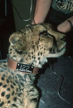 Tranquilized cheetah being fitted with radio collar for research purposes. Africat Foundation Africa,conservation,conservation action,research,radio tracking,radio-tracking,big cat,big cats,collar,radio collar,shallow focus,movement,monitor,monitoring,Africat Foundation,tranquilized,fitting,fi