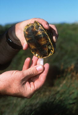 Researchers take urine sample from geometric tortoise for research project Africa,conservation,conservation action,research,shallow focus,monitoring,tortoise,tortoises,geometric tortoise,Psammobates geometricus,shell,hand,holding,people,scientist,small,urine,sample,tube,Chor